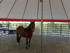 A horse underneath an all white pole tent